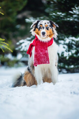 A portrait of a beautiful Australian Shepherd in a red scarf in the snow.