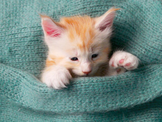 Fototapeta na wymiar Maine Coon kitten on couch under knitted blanket. Baby cat sleeping, sleep and cozy nap time. Domestic animal. Home pet an young cute funny kittens cats at home.