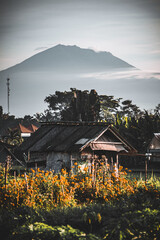 Bali Ubud rice fields, mountain agung.