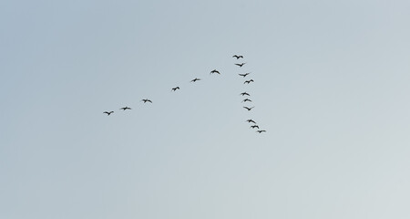 Birds and wildlife fauna of Danube Delta. Amazing landscapes of this beautiful part of Romania. Nature photography.
