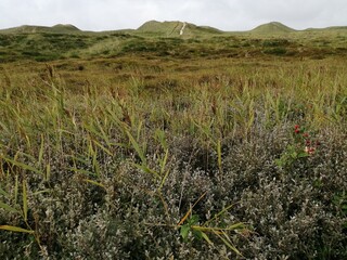 landscape with sand dunes