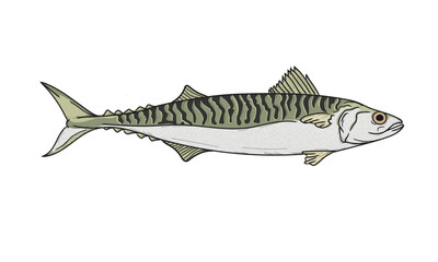 mackerel fish on a white background colour and line work.