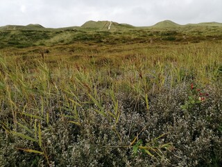 landscape sand dunes again