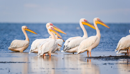 Birds and wildlife fauna of Danube Delta. Beautiful images with pelicans (Pelecanus) in this landmark of Romania.