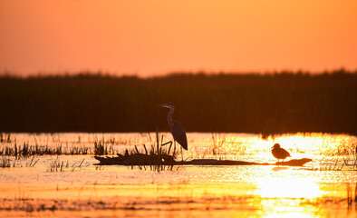 Birds and wildlife fauna of Danube Delta. Amazing landscapes of this beautiful part of Romania. Nature photography.