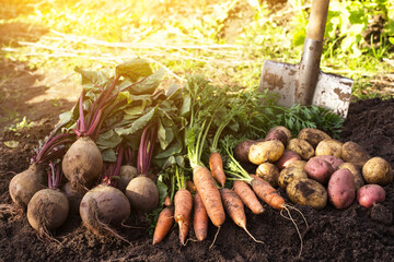 Organic carrot, beetroot, and potatoes in sunlight. Autumn harvest of different fresh raw...