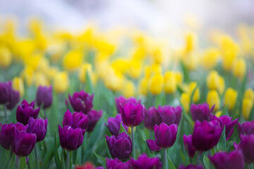 Amazing 
purple tulip flowers blooming in a tulip field, against the background of blurry tulip flowers 