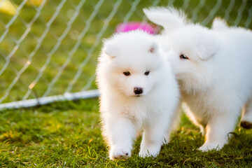 Fototapeta premium Funny fluffy white Samoyed puppies dogs are playing