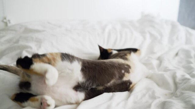4k striped kat wakes up, lies on its back, yawns and stretches. kitty looking at camera. Concept of happy adorable cat pets.