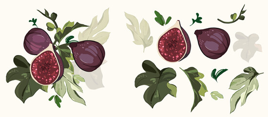  Big vector Set of figs branch. green leaves, fruit