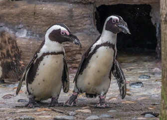 penguin Humboldt,little penguins for a walk 