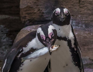 little penguins for a walk 