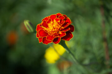 Marigold flower on a blurry background, macro photo.