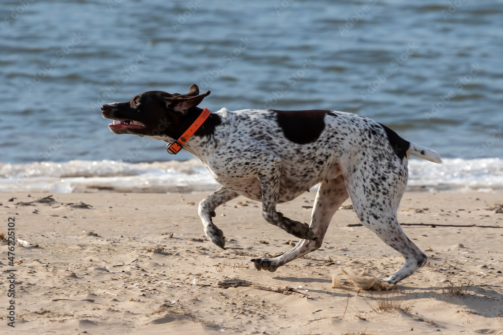 Canvas Prints Running German Shorthaired Pointer while playing on the shore of the lake.