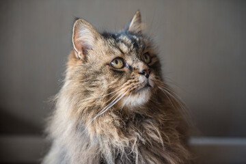 Naklejka na ściany i meble Norvegian forest cat close up portrait at home