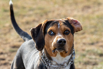 The smaller hound-dog breed popular as both a pet and a hunter on a meadow