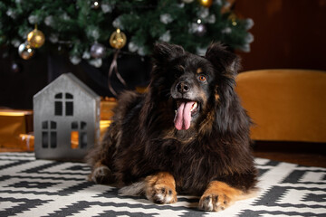The dog is posing in a Christmas setting. A beautiful dog of unknown breed. Individuality. New Year's atmosphere. Holiday concept.