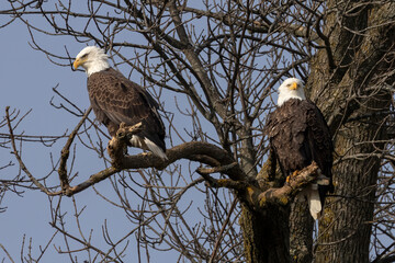 A pair of bald eagles (Haliaeetus leucocephalus) sitting in a tree near Lake Michigan