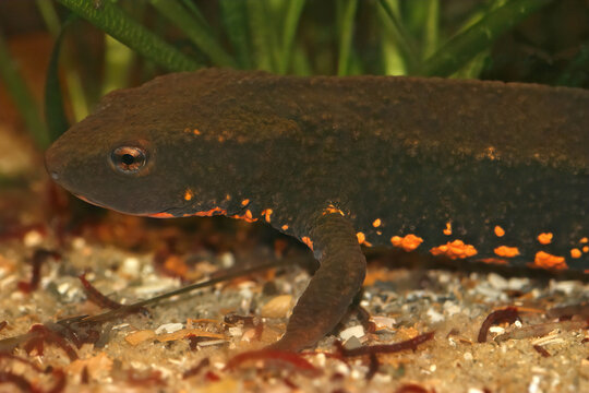 Closeup on an aquatic endangered Vietnamese Tam Dao newt Paramesotriton deloustali