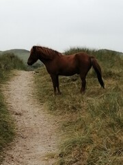 horse and landscape