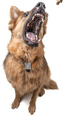 German Shepherd catching treat