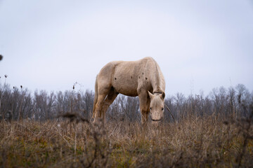 Naklejka na ściany i meble White gray horse eating grass in the middle of a field late autumn