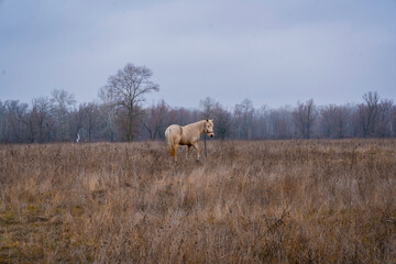 White gray horse eating grass in the middle of a field in late autumn