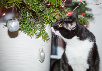 A domestic cat playing with Christmas tree baubles and looking at the Christmas tree. © Szymon
