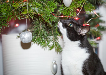 A domestic cat playing with Christmas tree baubles and looking at the Christmas tree. © Szymon