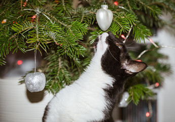 A domestic cat playing with Christmas tree baubles and looking at the Christmas tree. © Szymon