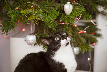 A domestic cat playing with Christmas tree baubles and looking at the Christmas tree.