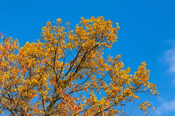 Branch with yellow leaves against the sunlight