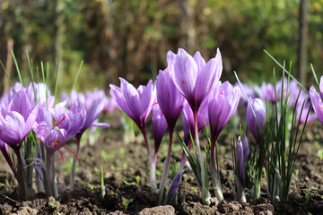 Crocus sativus, commonly known as saffron crocus, or autumn crocus. The crimson stigmas called threads, are collected to be as a spice. It is among the world's most costly spices by weight.