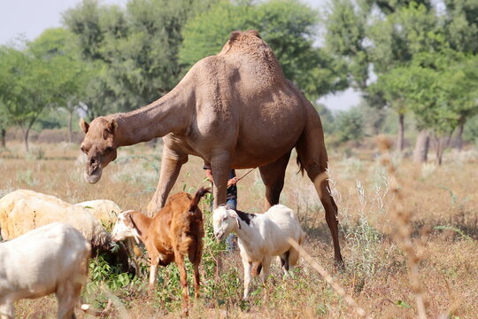 Female camel in the forest eating leaves of a plant with a flock of goats, Rajasthan