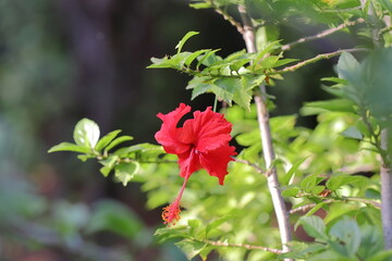 Beautiful red colored hibiscus flowers blooming on the tree in the garden