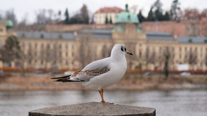 Nice white seagull sitting on on the railing on the embankment the Vltava river in Prague, Czech Republic. Blurry buildings in the background.