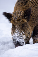 wild boar in winter forest