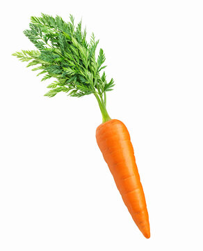 Carrot isolated on white background