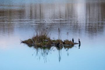 Cormorants at the lake