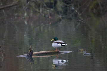 duck on the lake