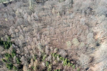 View vertically down on a forest in the Taunus / Germany that has been partially destroyed by climate change