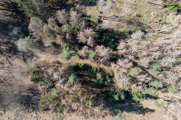 View vertically down on a forest in the Taunus / Germany that has been partially destroyed by climate change