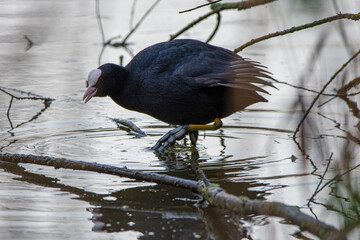 Coot is looking for food