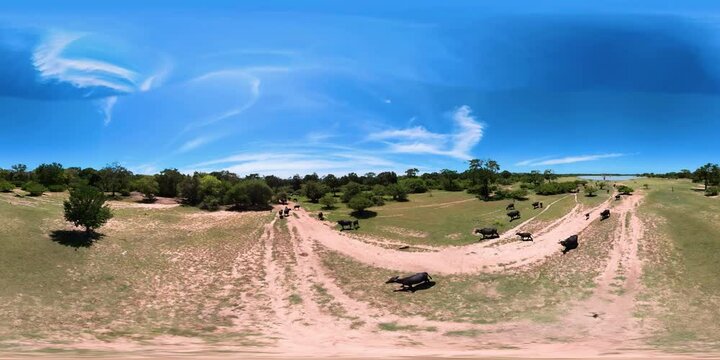 A herd of buffaloes in the wild top view. Sri Lanka. VR 360.