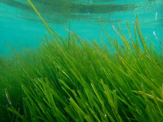 Neptune grass or Mediterranean tapeweed (Posidonia oceanica) undersea, Aegean Sea, Greece, Halkidiki
