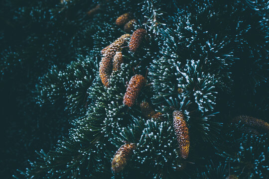 Zeder mit Zapfen / Winter