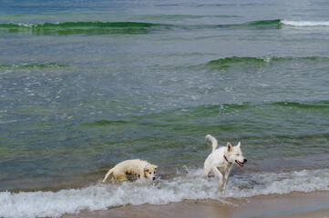 Dogs playing on the beach. Pets frolicking on the seashore.