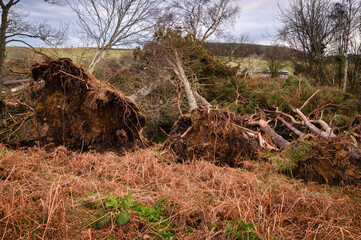 Storm Fallen Trees over Roughting Linn Burn. The small wooded valley of Roughting Linn left broken...