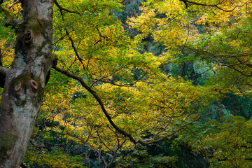 鮮やかな色に紅葉した山の上の木