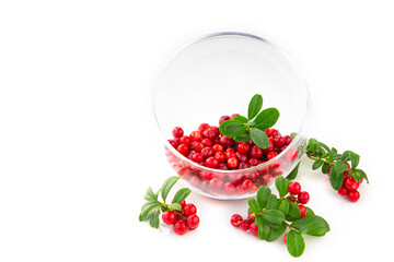 Cowberry Lingonberry Vaccinium vitis-idaea isolated on white background
